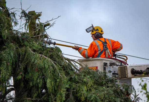 How Our Tree Care Process Works  in  Cottonwood, CA